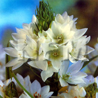 star of bethlehem flower